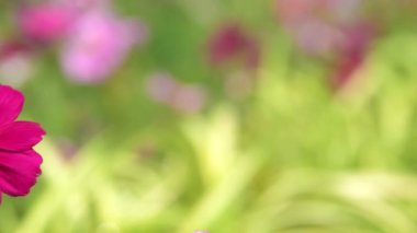 Pembe cosmos çiçek çiçek alanında kaydırma.