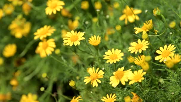 Kwiat Kosmei Żółty Dziedzinie Kosmosu Charakter Tła — Wideo stockowe