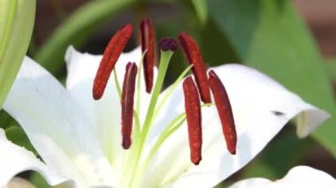 Çizgili arı onlarca toplama polen Beyaz Zambak çiçek çiçek alanında kalabalık. Doğa arka planları.