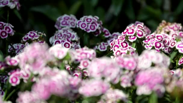 甘いウィリアムの花 ナデシコ Barbatus 花畑の焦点を引っ張る 自然の背景 — ストック動画