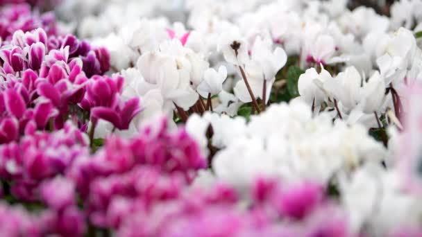 Ziehen Fokus Von Weißen Cyclamen Rosa Cyclamen Blumenfeld — Stockvideo