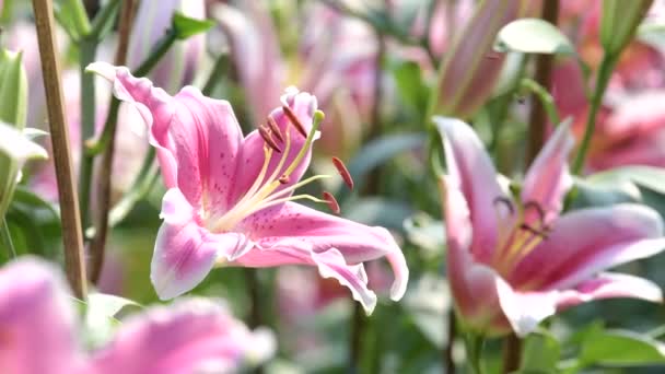 Pembe Lily Çiçek Çiçek Alanı Doğa Arka Planları — Stok video