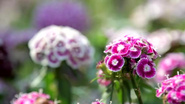 Tirando Del Foco Flor Sweet William Dianthus Barbatus Campo Flores — Vídeos de Stock