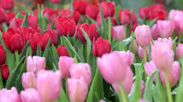 Ziehen Fokus Der Tulpen Blühen Blumenfeld Hintergründe Zur Natur — Stockvideo