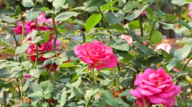 Kırmızı gül çiçeği çiçek alanda zoom. doğa arka planları.