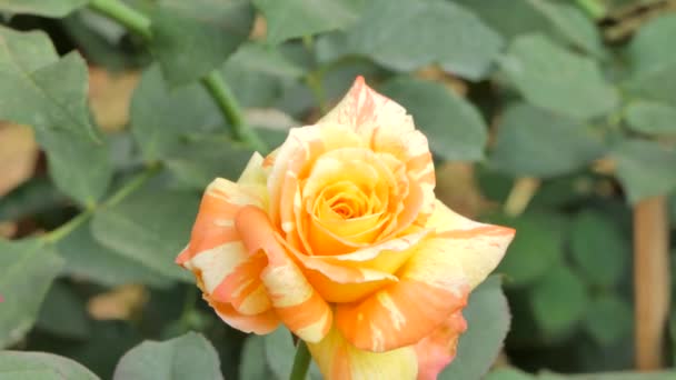 Збільшити Розквіт Жовтої Троянди Квітковому Полі Фон Природи — стокове відео