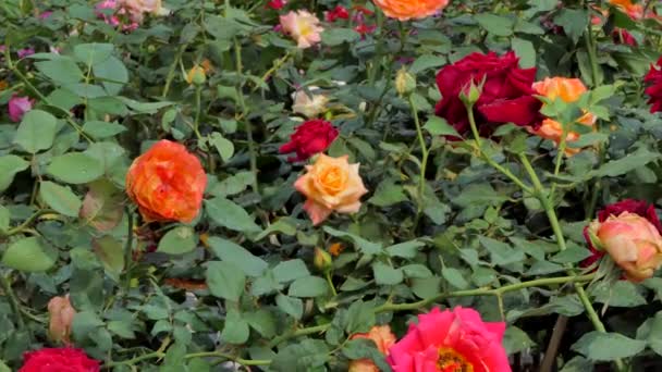 Zoom Fiore Rosa Arancione Campo Floreale Natura Sfondi — Video Stock