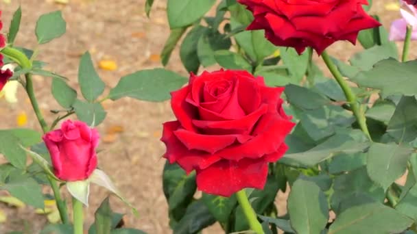 Rote Rosenblüte Blumenfeld Hintergründe Zur Natur — Stockvideo