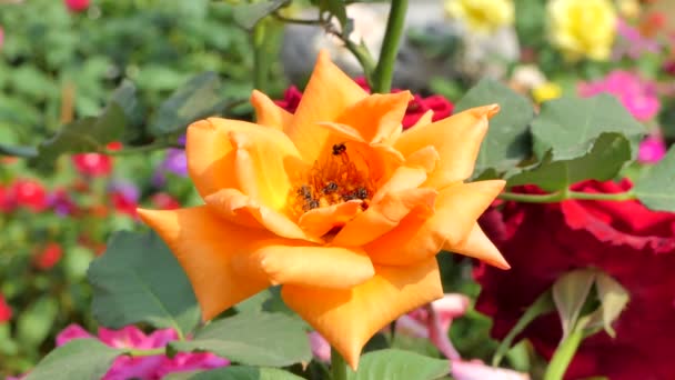 蜜蜂保留橙玫瑰花的花粉 自然背景 — 图库视频影像