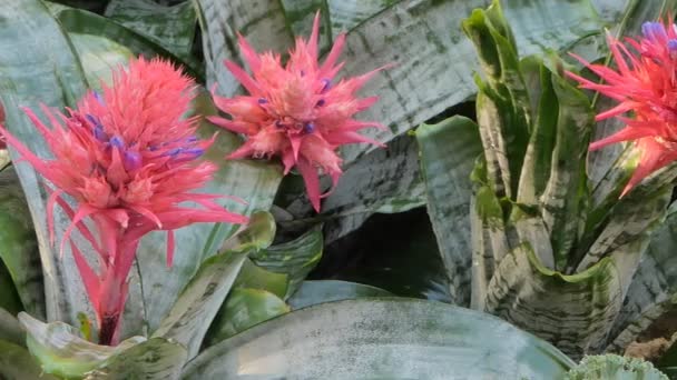 Cins Pembe Bromeliad Aechmea Fasciata Çiçek Alanında Kaydırma Doğa Arka — Stok video