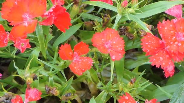 Panning Flor Dainthus Vermelho Campo Flores Fundo Natureza — Vídeo de Stock