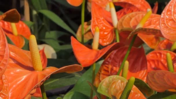Panning Από Πορτοκαλί Ανθούριο Flamingo Λουλούδι Στον Τομέα Λουλούδι Υπόβαθρο — Αρχείο Βίντεο