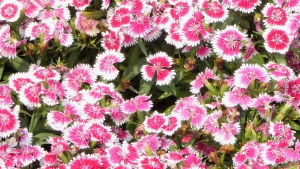 Panning Pink Dainthus Flower Flower Field Nature Backgrounds — Stock Video