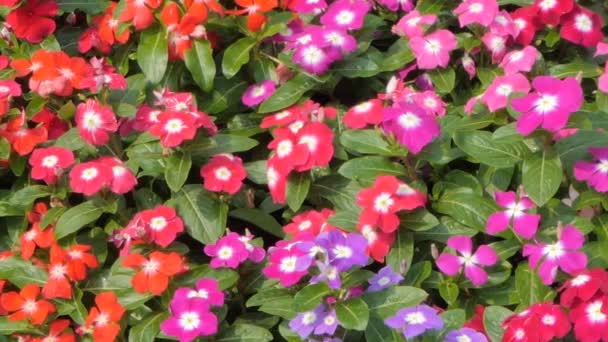 Panning Catharanthus Roseus Flor Campo Flores Fundo Natureza — Vídeo de Stock