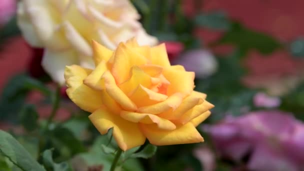 Fioritura Rosa Gialla Nel Campo Fiorito Natura Sfondi — Video Stock