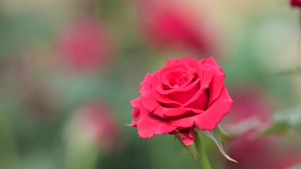 Красная Роза Цветет Осенью Цветочном Поле Природа Фон — стоковое видео