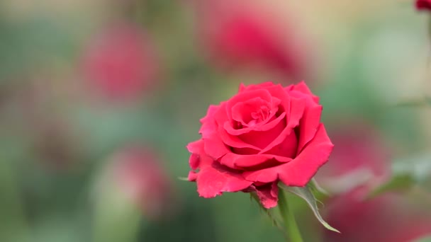 Red Rose Blossom Autumn Flower Field Nature Backgrounds — Stock Video