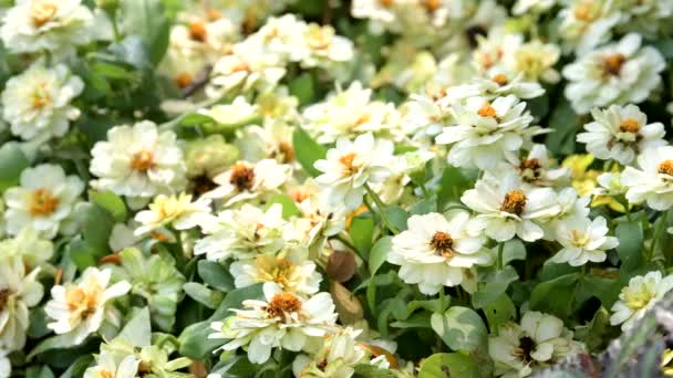 Weiße Blume Blumenfeld Hintergründe Zur Natur — Stockvideo