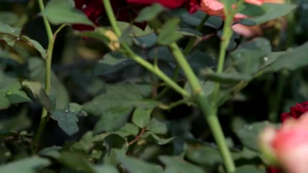 Schwenken Von Rosa Rosenblüten Rosen Blumenfeld Hintergründe Zur Natur — Stockvideo