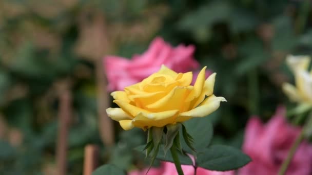 Gele Rose Bloesem Het Voorjaar Bij Bloem Veld Natuur Achtergronden — Stockvideo