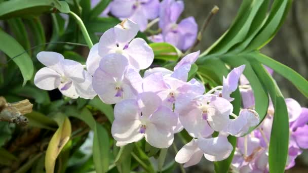 Witte Mooie Orchidee Bloemen Bloeien Tuin Natuurlijke Achtergrond — Stockvideo