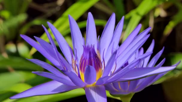 Zoom Flor Lótus Roxo Lagoa Fundo Natural — Vídeo de Stock