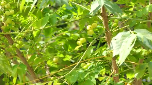 Zooma Star Krusbär Tropisk Frukt Natur Bakgrunder — Stockvideo