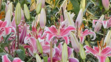 Pembe lily çiçek çiçek alanında kaydırma. Doğa arka planları.