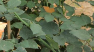 Pembe Gül çiçeği güller çiçek alanında kaydırma. doğa arka planları.