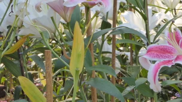 Följning Rosa Lilja Blomma Blomma Fältet Natur Bakgrunder — Stockvideo