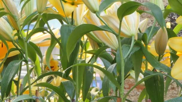 Panning Yellow Lily Flower Flower Field Nature Backgrounds — Stock Video