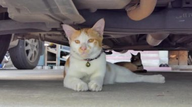 Arabanın altına yaz uyuyan sevimli yavru kedi.