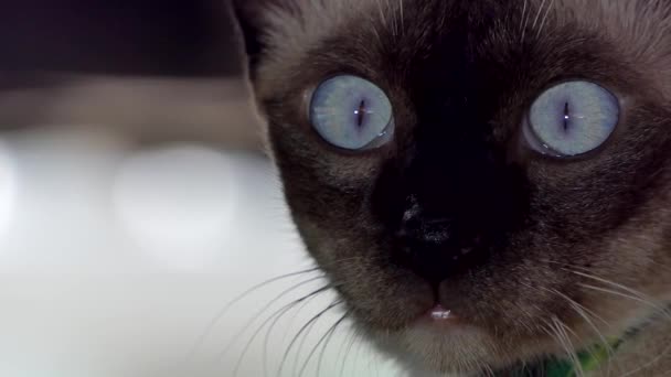 Primer Plano Ojo Gato Gato Doméstico Tailandés Fondo Animal — Vídeos de Stock