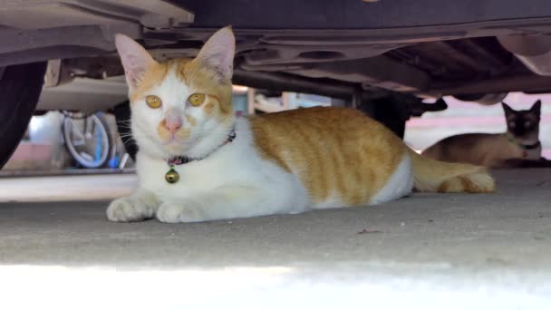 夏に車の下で寝ているかわいい子猫 — ストック動画