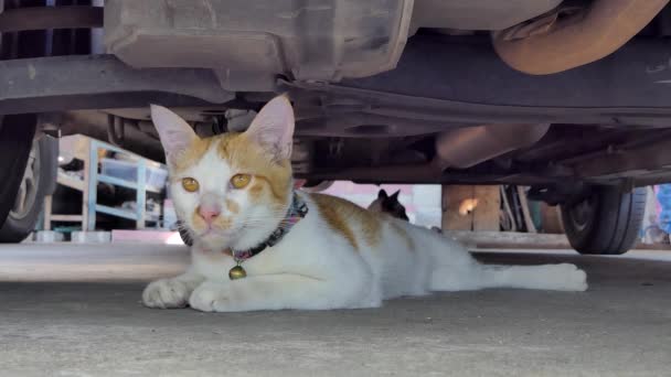 Lindo Gatito Durmiendo Bajo Coche Verano — Vídeos de Stock