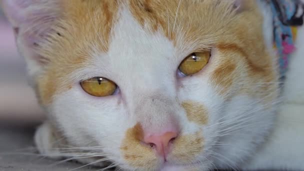 Close Cat Eye Thai Domestic Cat Animal Background — Stock Video