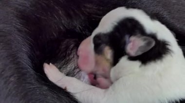 Meme annesinden süt içme yerli yavru köpek.