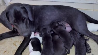 Meme annesinden süt içme yerli yavru köpek.