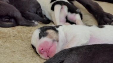 Beyaz aile içi yavru köpek içecek süt meme anneden sonra uyku.