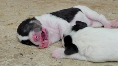 Beyaz aile içi yavru köpek içecek süt meme anneden sonra uyku.