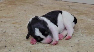 Beyaz aile içi yavru köpek yere içecek süt meme anneden sonra uyku.
