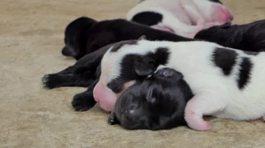 Beyaz aile içi yavru köpek içecek süt meme anneden sonra uyku.