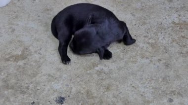 İçecek süt meme anneden sonra uyku siyah yerli yavru köpek.