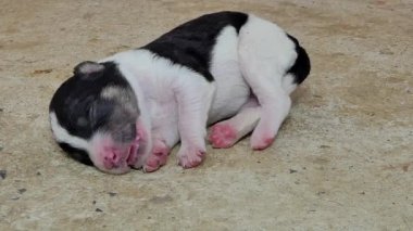 Beyaz aile içi yavru köpek içecek süt meme anneden sonra uyku.