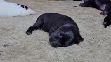 Siyah yavru köpek yere içecek süt meme anneden sonra uyku Yakınlaştır.