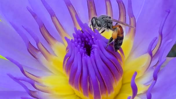 蜜蜂保留紫色莲花在池塘中开花的花粉 自然背景 — 图库视频影像