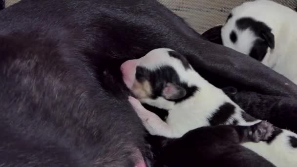 Binnenlandse Pups Hond Drinken Van Melk Uit Borst Moeder — Stockvideo