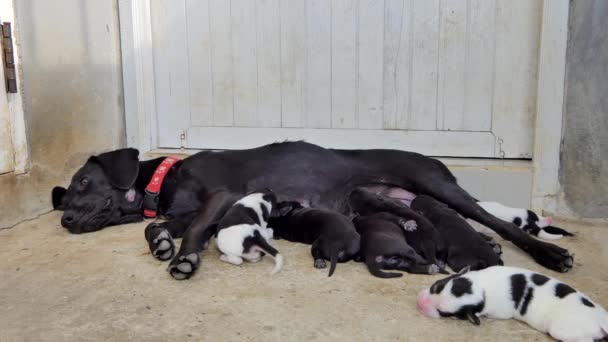 Los Cachorros Domésticos Perro Beber Leche Mama Madre — Vídeo de stock