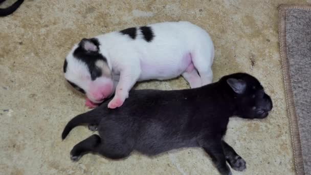 Chiots Domestiques Noirs Blancs Chien Dormant Après Avoir Lait Mère — Video