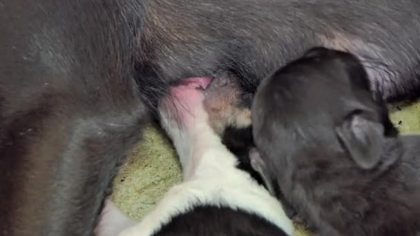 Domestic Puppies Dog Drinking Milk Breast Mother — Stock Video